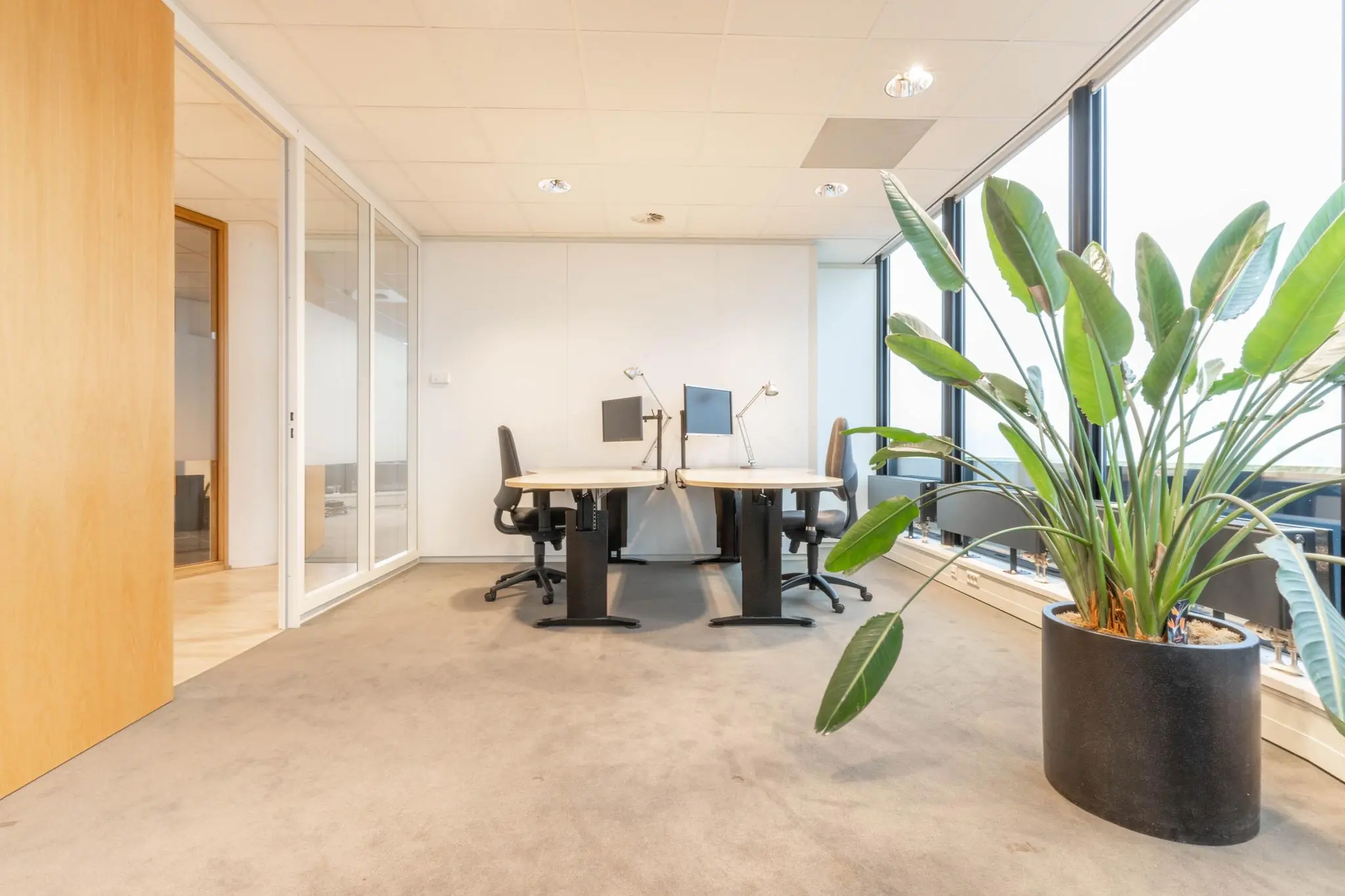 Modern kantoor met twee werkplekken, grote ramen en een grote groene plant op de voorgrond.